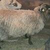 Exposed Female Shetland Sheep