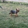 Yorkie puppies 
