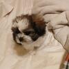 Shih Tzu $750  Between.Chicago and Rockford IL