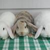 Holland lop and Plush lop bunnies in Maine