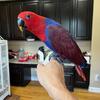 Adorable Eclectus Female Baby Bird available