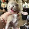 Ragdoll siamese mix kittens