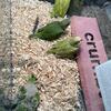 for sale green and green opaline quaker