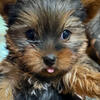 Yorkie puppy’s
