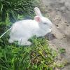 Rabbit for adoption. 