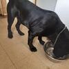 Kongo! 175lb 3 year old African boerboel CKC registered impressive male available for studding