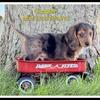 Cooper Male Mini Dachshund