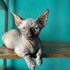 Sphynx kittens BAMBINO