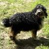 F1 Tri Bernedoodle Female- Genetic tested/Proven