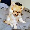 🐾✨ Adorable 5-Month-Old Female Pomeranian Looking for a Loving Home! ✨🐾