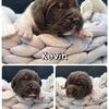 AKC Newfoundland Puppies Family-Raised