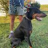 AKC European Doberman Female