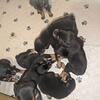 Rottweiler pups