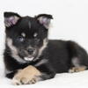 F2 ~ Parti- Eyed Pomsky Puppy ~ Colt ~ Available for Adoption! Well Socialized!