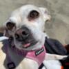 Adult Female Chihuahua Mix in Need of New Home