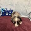 Miniature Australian Shepherd Puppy in the Portage Lakes/Akron Area