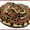 Ball Python Male