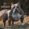 Pocket American Bully Puppies 