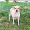 Labrador Adult - Lilly A. 