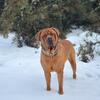 Dogue de Bordeaux /STUD SERVICE