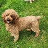 Miniature Poodle  AKC, Proven, Embark health cleared !!