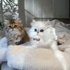 Persian kittens for Christmas