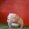 TRIPLE J BULLYS SKILLA BABY OPEN FOR STUD