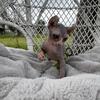 Elf sphynx kittens for sale
