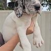 8 week old Great Danes 