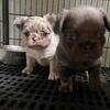 Fluffy French bulldog males