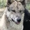( Merle Wolf Dog puppies Taking deposits )