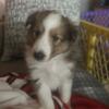AKC Shetland Sheepdog