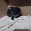 3 kittens 