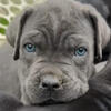 Check Out these Cane Corso Puppies!