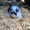 Baby rabbits rex mix