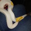 Albino pied ball python