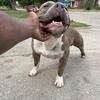 American bully for sale