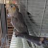 Female Cockatiel