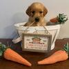 AKC GOLDEN RETRIEVER PUPS