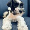 Parti Miniature Schnauzer female -rtg 9 weeks old 
