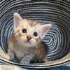 Maine Coon blk slvr tabby male