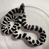 Snakes rehoming 