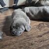 Cane corso puppies