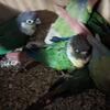 Conures