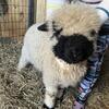 VSR F3 Max - Valais Blacknose Sheep