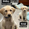 Adorable AKC labs *price reduced*