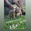 6 months exotic bullie forsale 