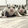Micro American bully pup ABR REG