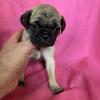 Pug puppies in Sprng Hill