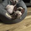 Sphynx kittens available, perfect Christmas gift!!!